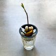 IMG_7274.jpg Avocado Seed Grower for Duralex glass