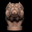 1.jpg American Bully Standard Bust