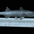 Barracuda-base-9.png fish great barracuda / Sphyraena barracuda statue detailed texture for 3d printing