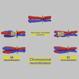 sigaa.png Chromosome genetic recombination blender 3d