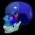 3.png 3D Model of Skull Bones