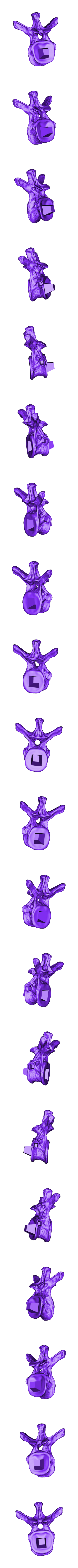 Dorsal_Vertebra_04.OBJ Scheletro di piccolo T-rex a grandezza naturale - Parte 04/10