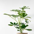 misprint-9899-2.jpg The Tulam Planter Pot with Drainage | Tray & Stand Included | Modern and Unique Home Decor for Plants and Succulents  | STL File