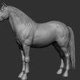 17.jpg Horse Breeds Collection