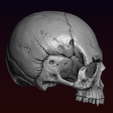 16.png Skull detailed