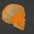 37.png 3D Model of Skull with Brain and Brain Stem - best version