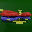 si0020-3.jpg Chromosome homologous centromere kinetochore blender 3d model