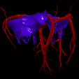21.png 3D Model of Heart and Lungs