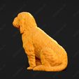 1035-Basset_Griffon_Vendeen_Petit_Pose_04.jpg Basset Griffon Vendeen Petit Dog 3D Print Model Pose 04
