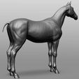 5.jpg Horse Breeds Collection