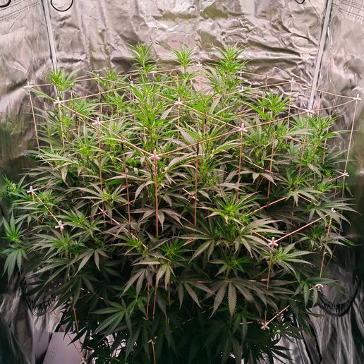 3DScrog 6 rays V.3 3D model