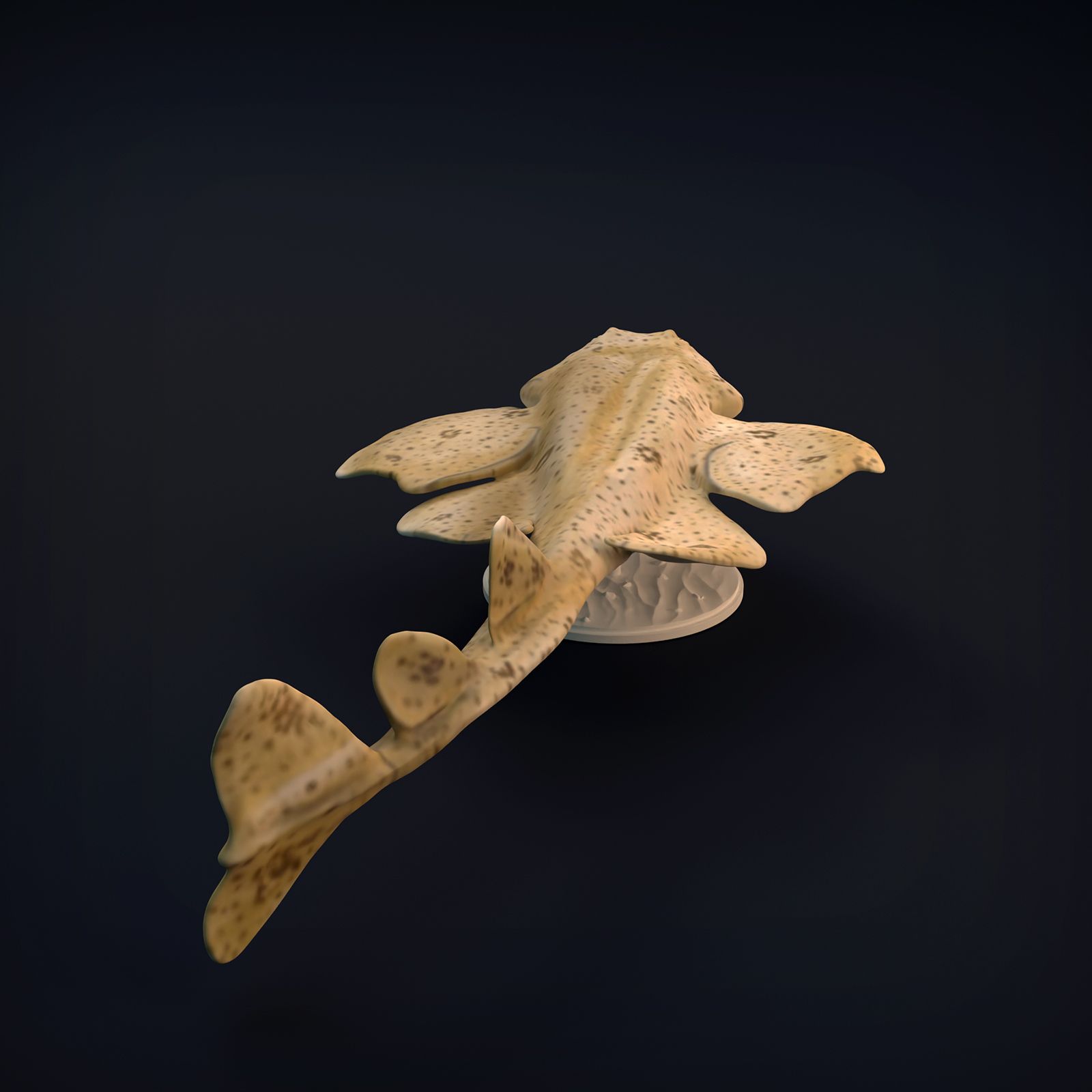 Angel_shark_7.jpg -Datei Engelshai herunterladen • Objekt zum 3D-Drucken, mayapantic