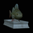 Perch-statue-8.png fish perch / Perca fluviatilis statue detailed texture for 3d printing