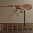 untitled10.png Carnotaurus skeleton 60 cm 3d print