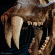 machairodus-horriblis-04.jpg Saber-tooth tiger skull (Machairodus)