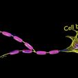 neuron-axon-parts-labelled-detail-3d-model-blend-6.jpg Neuron axon parts labelled detail 3D model