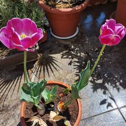 WhatsApp-Image-2024-04-15-at-1.43.09-PM.jpeg Irrigation of tulips