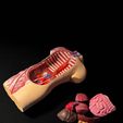 05.jpg 3D file 3D-Printed Anatomical Model・3D printer design to download