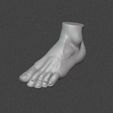 cats.jpg Anatomical 3D Foot Model STL