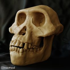 cranio-mandib1.jpg STL file Australopithecus afarensis skull・3D print object to download