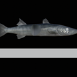 Am-bait-breaking-barracuda-13cm-4mm-eye-7.png AM bait great barracuda fish 13cm breaking form for predator fishing