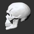 2.jpg Skull Anatomy  3D print model