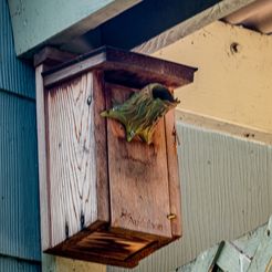_SAM3115.jpg Fichier 3D gratuit Protecteur de nichoir à oiseaux・Modèle à télécharger et à imprimer en 3D