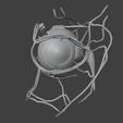 11.png 3D Model of Complete Eye Anatomy