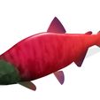 3.jpg SALMON - Fish 3D MODEL - Coral Fish Goby