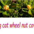 big_cat_wheel_nut_cover_pic.jpg wheel nut cover 17mm Big cat