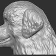 10.jpg Puppy of Bernese Mountain Dog head for 3D printing