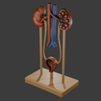 SExc_C.png Sistema Excretor Humano con Base – Modelo Educativo 3D