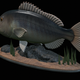Dentex-statue-1-18.png fish Common dentex / dentex dentex statue underwater detailed texture for 3d printing