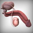 Right_View.jpg STL file Male Reproductive Organ・Template to download and 3D print