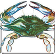 Crab.png Blue Crab and Clam Gauge - NJ Regulations