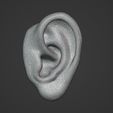 untitled.jpg Human ear