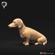 Dachshund-Smooth-Haired-Pose-04-Dog-3D-Print-8s.jpeg Teckel à poil lisse Pose 04