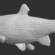 5.jpg Grass carp fish for 3D printing