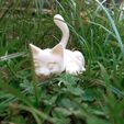 20220316_180250.jpg beautiful flexible kitten