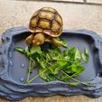20210803_081308.jpg Reptile Tortoise Dish