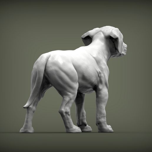puppy-rhodesian-ridgeback-standing7.jpg puppy rhodesian ridgeback standing 3D print model