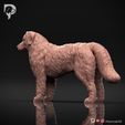 Bernese-Mountain-Dog-Pose-02-Dog-3D-Print-7s.jpeg Bernese Mountain Dog 3D Print Model Pose 02