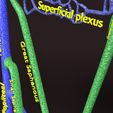 PSfinal0067.jpg Human venous system schematic 3D