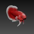 z5494960172127_a7c30c1bcfc242bc05fa184d6d192d57.jpg Betta Fish V3 - Ready For 3D Printing