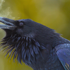 raven-birds-1224285.png Blast Crow