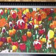 IMG_2882.jpg Color Lithophane Tulips