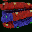 0034.png Chromosome genetic recombination blender 3d