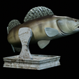 zander-trophy-9.png zander / pikeperch / Sander lucioperca fish in motion trophy statue detailed texture for 3d printing