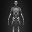 Female-Human-Skeleton-3D-Model-sculpted-by-Yacine-BRINIS-014.jpg Highly Detailed Human Skeleton (Female)