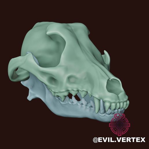 wofskull6.jpg Crânio de lobo cinzento